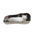 しろねこさん2（個別スタンプ：4）