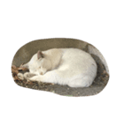 しろねこさん2（個別スタンプ：5）