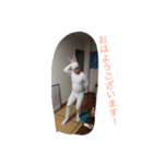 ドビさん（個別スタンプ：4）