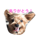 I'm Rock（個別スタンプ：1）