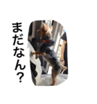 I'm Rock（個別スタンプ：16）