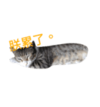 cat  and  rabbit（個別スタンプ：1）