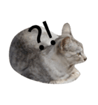 cat  and  rabbit（個別スタンプ：3）
