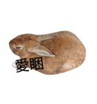 cat  and  rabbit（個別スタンプ：5）