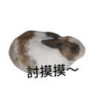 cat  and  rabbit（個別スタンプ：6）