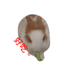 cat  and  rabbit（個別スタンプ：7）