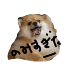 love pomeranian2（個別スタンプ：6）