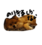 love pomeranian2（個別スタンプ：13）