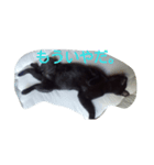 いえねこ。（個別スタンプ：2）