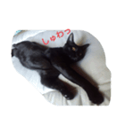 いえねこ。（個別スタンプ：4）