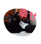 いえねこ。（個別スタンプ：5）