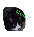 いえねこ。（個別スタンプ：6）