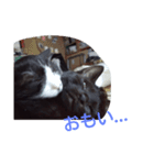 いえねこ。（個別スタンプ：8）