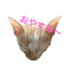 うににゃんスタンプ（個別スタンプ：2）