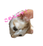 うににゃんスタンプ（個別スタンプ：3）