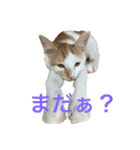 うににゃんスタンプ（個別スタンプ：6）