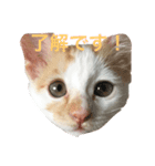 うににゃんスタンプ（個別スタンプ：7）