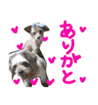 ぴざ＆ぱすた2（個別スタンプ：1）