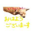 ぴざ＆ぱすた2（個別スタンプ：5）
