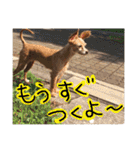 ぴざ＆ぱすた2（個別スタンプ：14）