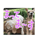 ぴざ＆ぱすた2（個別スタンプ：15）