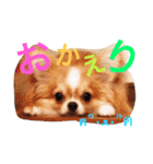 まーぶるくん（個別スタンプ：1）
