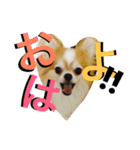 まーぶるくん（個別スタンプ：2）