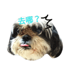 Mao＆Bo（個別スタンプ：6）