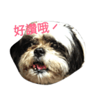 Mao＆Bo（個別スタンプ：9）