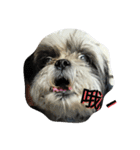 Mao＆Bo（個別スタンプ：11）