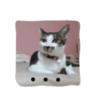 Noomnim the cat（個別スタンプ：1）