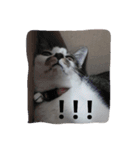 Noomnim the cat（個別スタンプ：2）