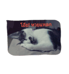 Noomnim the cat（個別スタンプ：6）