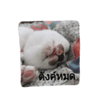 Noomnim the cat（個別スタンプ：7）