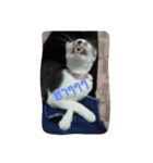 Noomnim the cat（個別スタンプ：8）