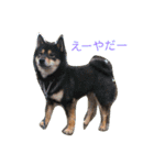 黒柴犬こたろうまるの日常スタンプ（個別スタンプ：2）