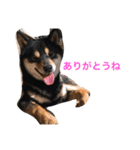 黒柴犬こたろうまるの日常スタンプ（個別スタンプ：3）