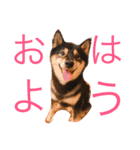 黒柴犬こたろうまるの日常スタンプ（個別スタンプ：4）