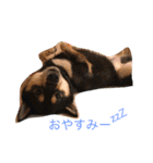 黒柴犬こたろうまるの日常スタンプ（個別スタンプ：5）