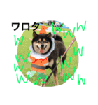 黒柴犬こたろうまるの日常スタンプ（個別スタンプ：6）