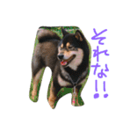 黒柴犬こたろうまるの日常スタンプ（個別スタンプ：7）