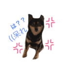 黒柴犬こたろうまるの日常スタンプ（個別スタンプ：10）