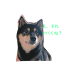 黒柴犬こたろうまるの日常スタンプ（個別スタンプ：11）