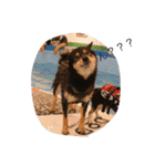 黒柴犬こたろうまるの日常スタンプ（個別スタンプ：13）