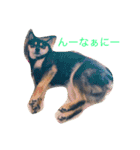 黒柴犬こたろうまるの日常スタンプ（個別スタンプ：14）