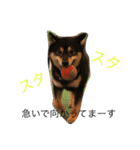 黒柴犬こたろうまるの日常スタンプ（個別スタンプ：15）