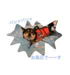 黒柴犬こたろうまるの日常スタンプ（個別スタンプ：23）