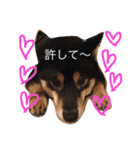 黒柴犬こたろうまるの日常スタンプ（個別スタンプ：25）