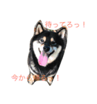 黒柴犬こたろうまるの日常スタンプ（個別スタンプ：26）