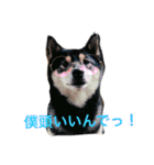 黒柴犬こたろうまるの日常スタンプ（個別スタンプ：27）